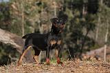 JAGDTERRIER ALLEMAND 082